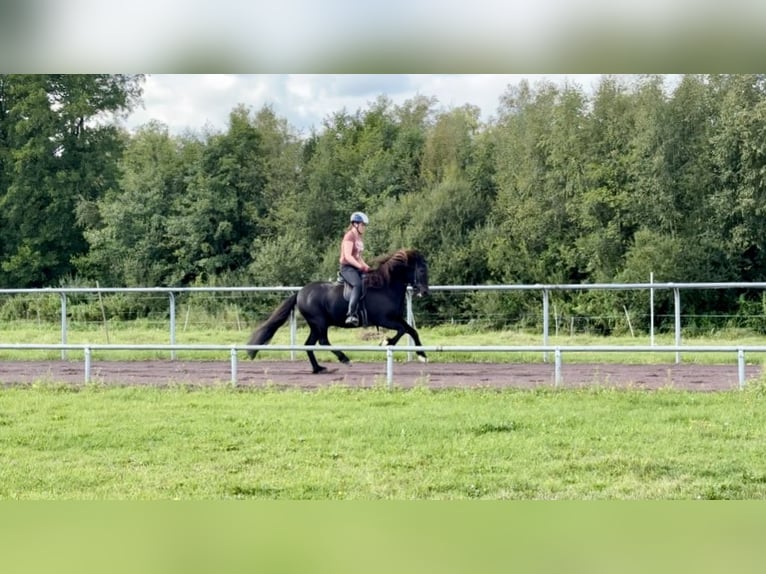 Islandpferd Wallach 9 Jahre 145 cm Rappe in Soltau