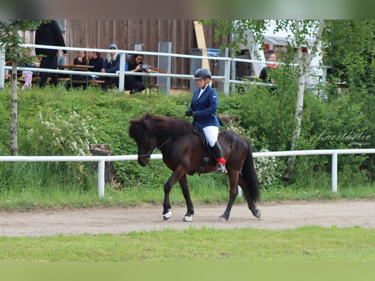 Islandpferd Wallach 9 Jahre 145 cm Rappe in Rosenheim