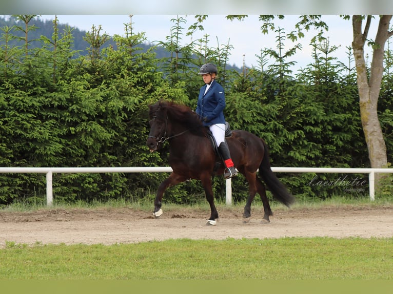 Islandpferd Wallach 9 Jahre 145 cm Rappe in Rosenheim