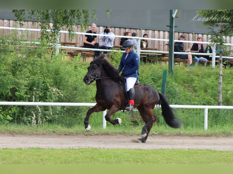 Islandpferd Wallach 9 Jahre 145 cm Rappe in Rosenheim