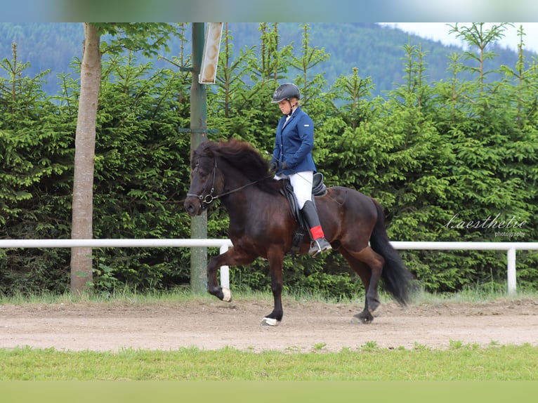 Islandpferd Wallach 9 Jahre 145 cm Rappe in Rosenheim