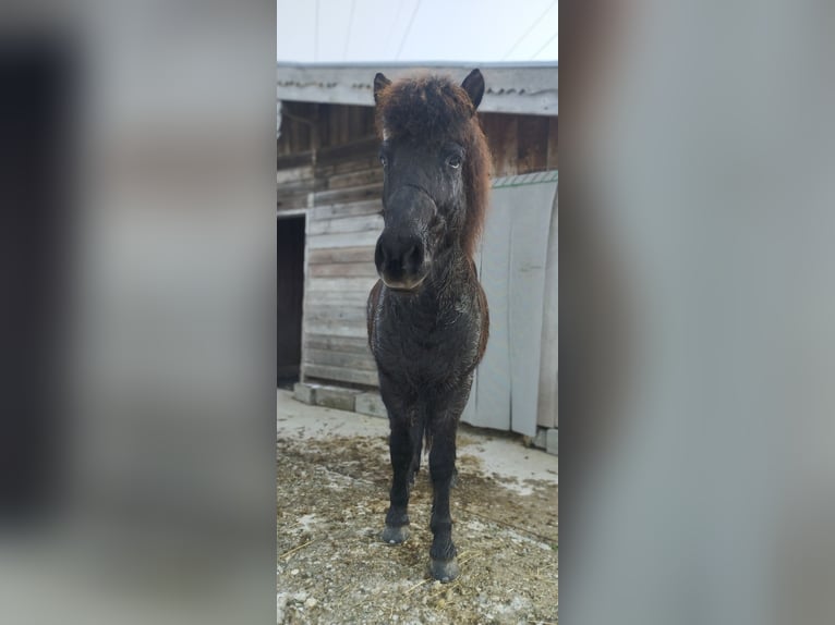 Islandpferd Wallach 9 Jahre 145 cm Rappe in Rosenheim