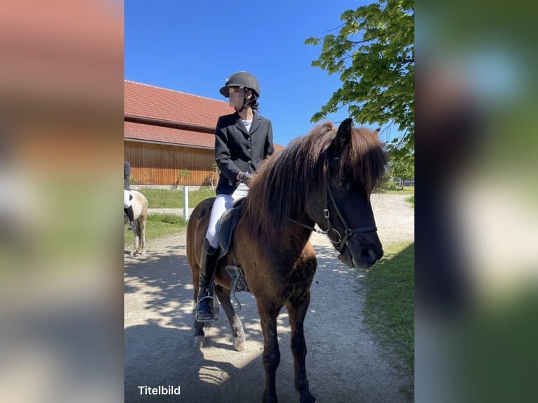 Islandpferd Wallach 9 Jahre 145 cm Rappe in Burghausen