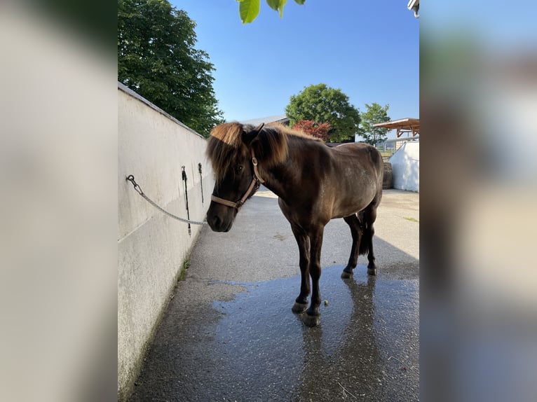 Islandpferd Wallach 9 Jahre 145 cm Rappe in Burghausen