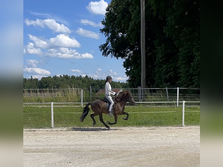 Islandpferd Wallach 9 Jahre 145 cm Rappe in Burghausen
