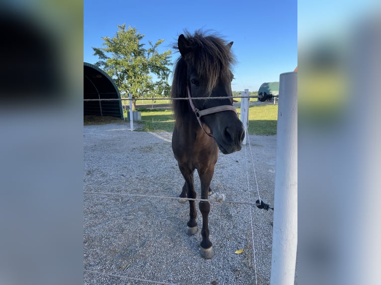 Islandpferd Wallach 9 Jahre 145 cm Rappe in Burghausen