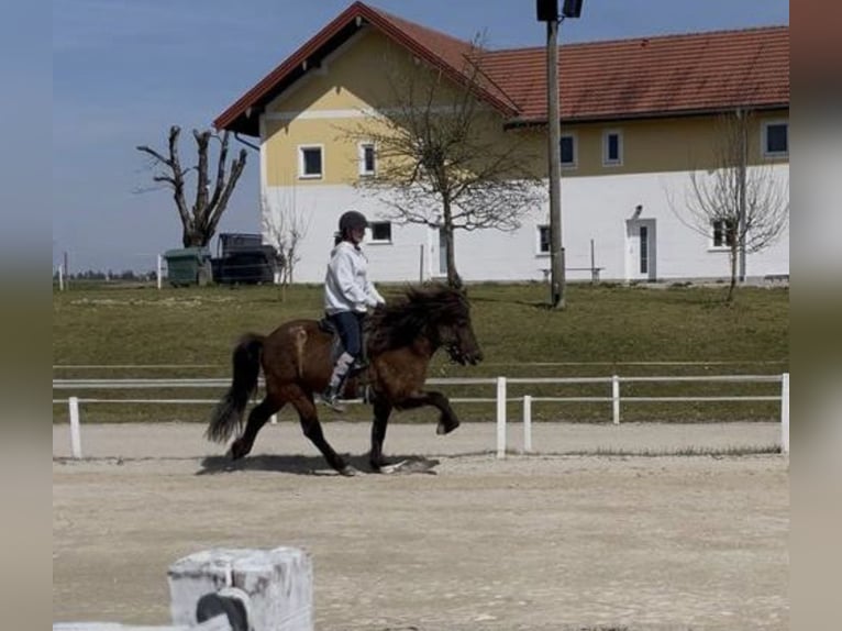 Islandpferd Wallach 9 Jahre 145 cm Rappe in Burghausen