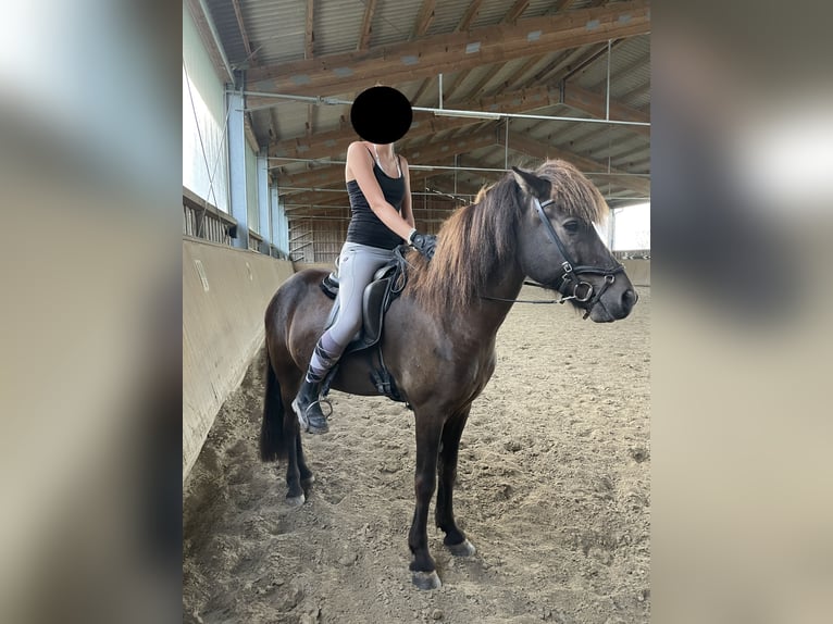 Islandpferd Wallach 9 Jahre 145 cm Rappe in Burghausen