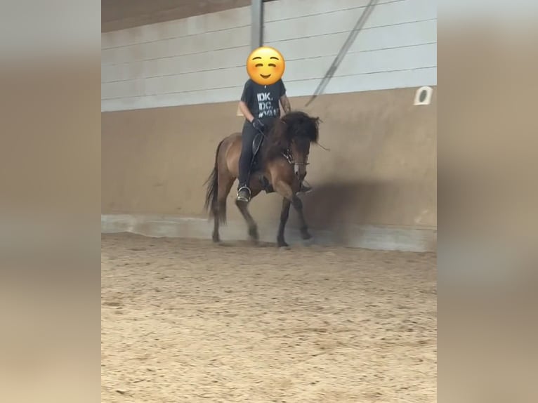 Islandpferd Wallach 9 Jahre 146 cm Brauner in Ober-Mörlen