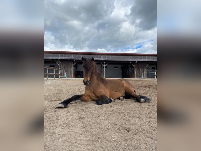 Islandpferd Wallach 9 Jahre 146 cm Brauner in Ober-Mörlen