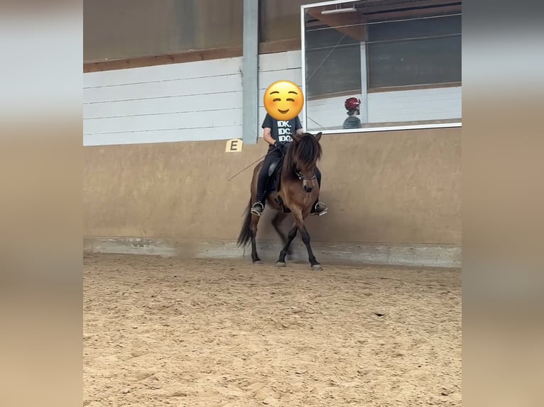 Islandpferd Wallach 9 Jahre 146 cm Brauner in Ober-Mörlen