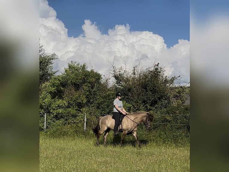 Islandpferd Wallach 9 Jahre 146 cm Falbe in Handewitt
