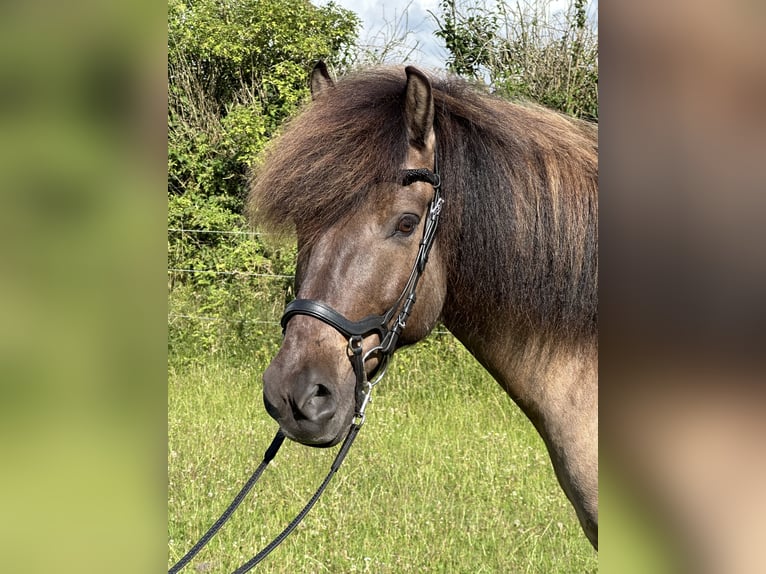 Islandpferd Wallach 9 Jahre 146 cm Falbe in Handewitt
