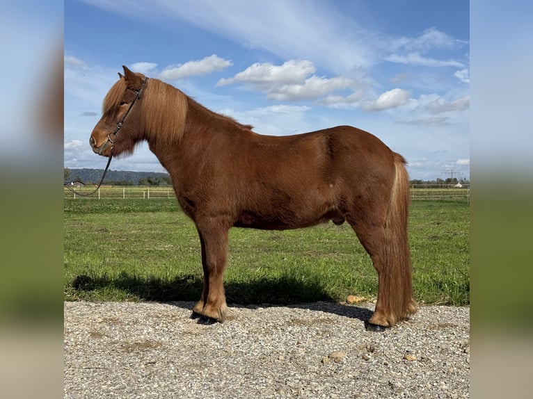 Islandpferd Wallach 9 Jahre 146 cm Fuchs in Mining