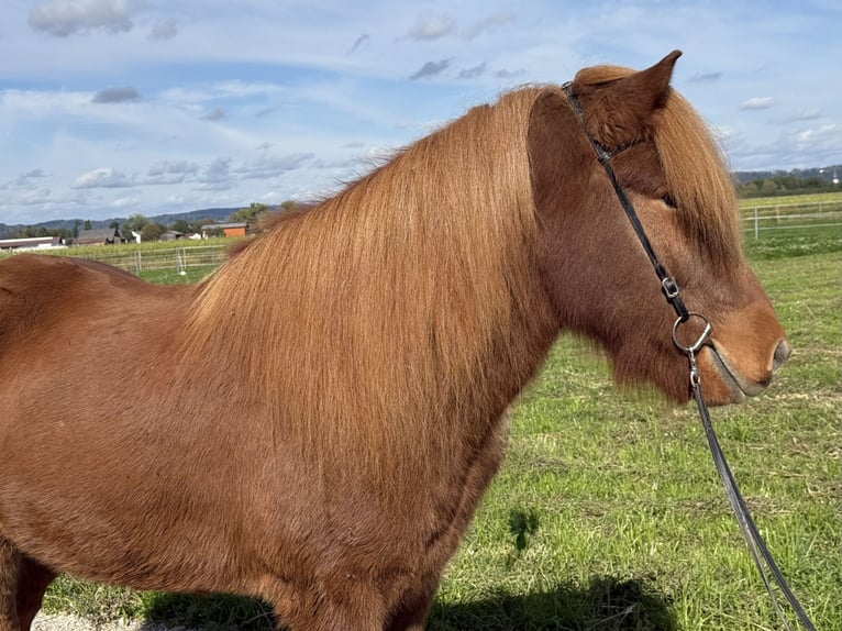 Islandpferd Wallach 9 Jahre 146 cm Fuchs in Mining