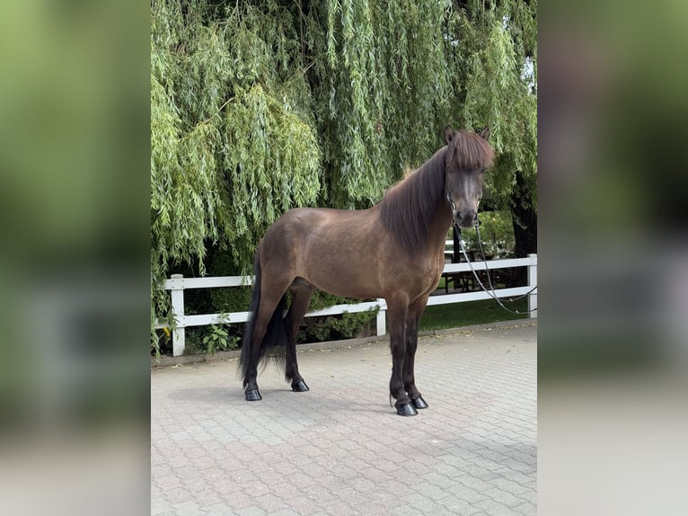 Islandpferd Wallach 9 Jahre 146 cm Rappe in Lochen am See