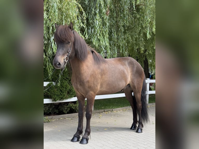 Islandpferd Wallach 9 Jahre 146 cm Rappe in Lochen am See