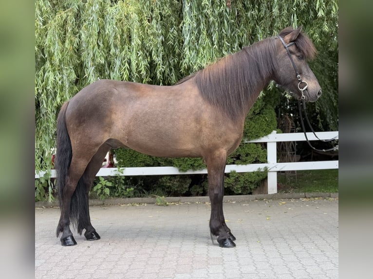 Islandpferd Wallach 9 Jahre 146 cm Rappe in Lochen am See