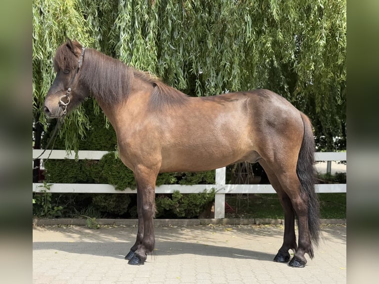 Islandpferd Wallach 9 Jahre 146 cm Rappe in Lochen am See