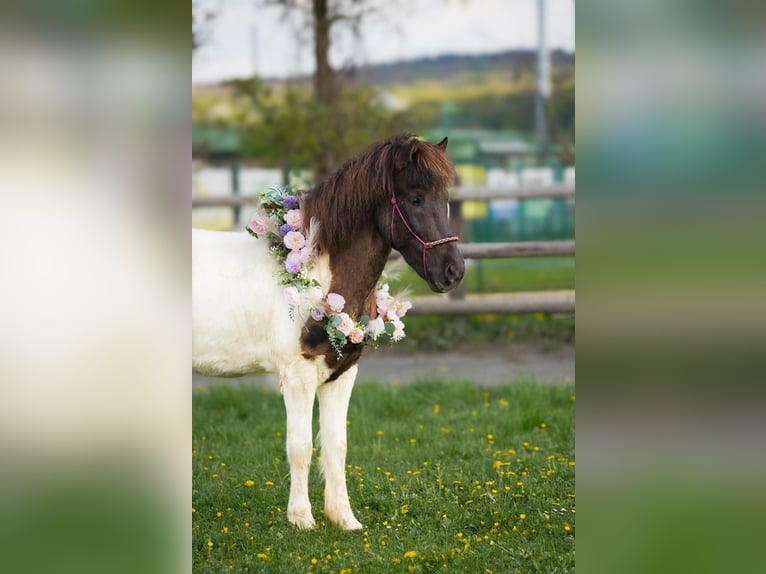 Islandpferd Wallach 9 Jahre 147 cm Schecke in Euskirchen