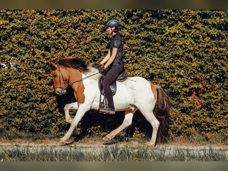 Islandpferd Wallach 9 Jahre 148 cm Schecke in Taufkirchen an der Trattnach