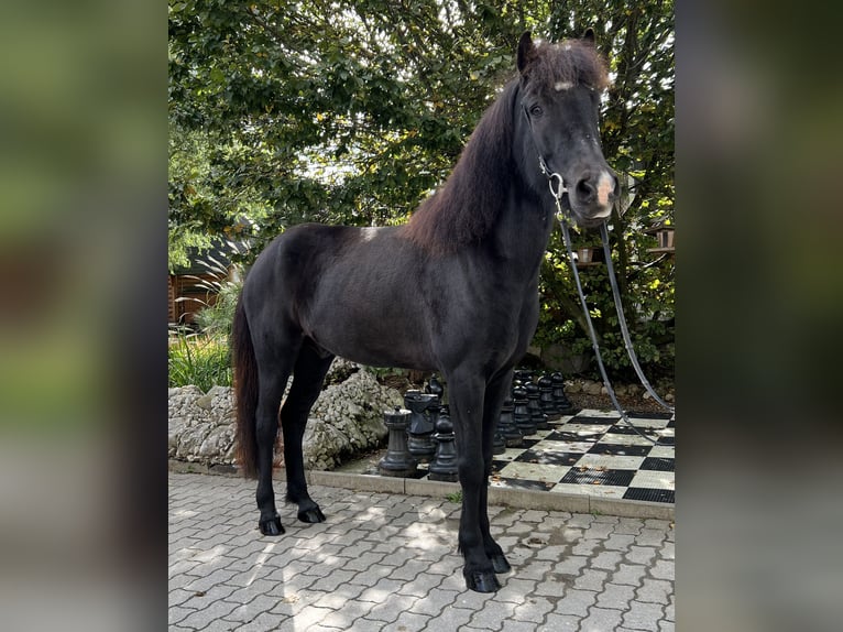 Islandpferd Wallach 9 Jahre 149 cm Rappe in Lochen am See