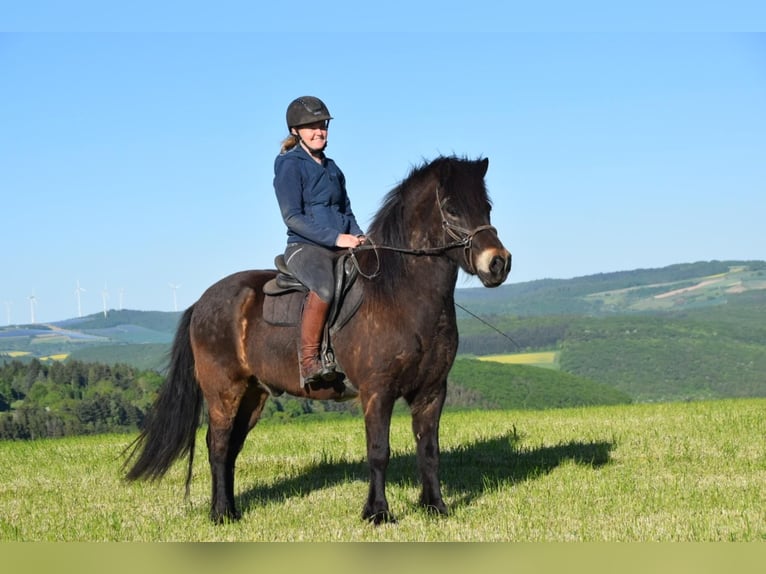 Islandpferd Wallach 9 Jahre Brauner in Schönborn