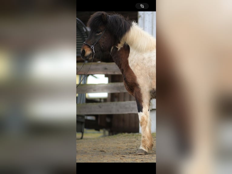 Islandpferd Wallach 9 Jahre  in Regenstauf