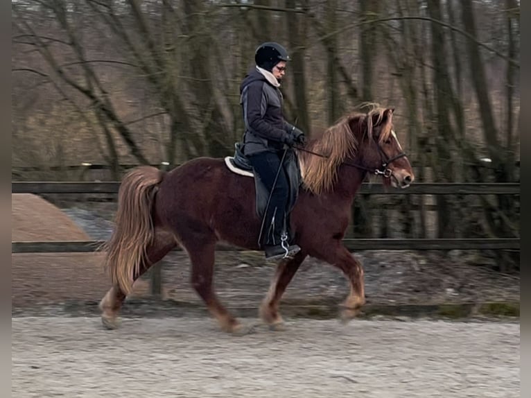 Islandpferd Wallach 9 Jahre Fuchs in NottulnNottuln