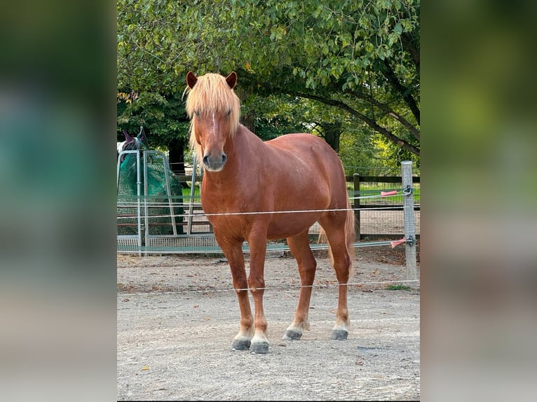 Islandpferd Wallach 9 Jahre Fuchs in NottulnNottuln