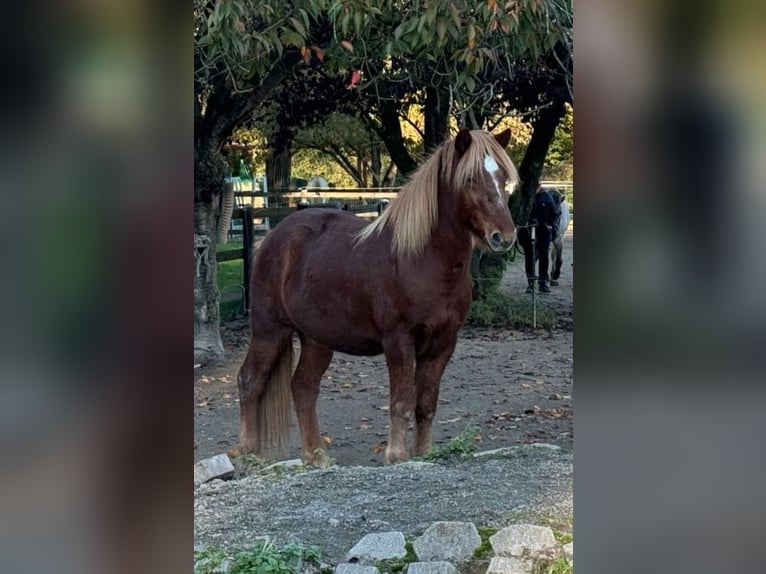 Islandpferd Wallach 9 Jahre Fuchs in NottulnNottuln