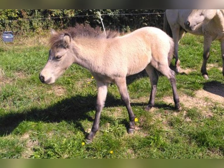 Islandpferd Wallach Fohlen (08/2025) 138 cm Falbe in Boussac