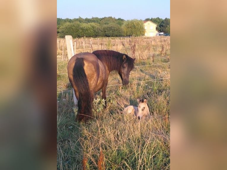 Islandpferd Wallach Fohlen (08/2025) 138 cm Falbe in Boussac