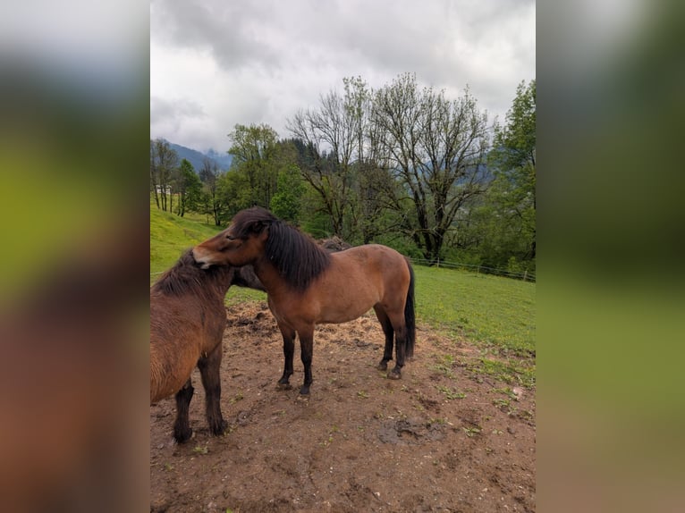 Islandpferd Wallach  145 cm Brauner in Kitzbühel