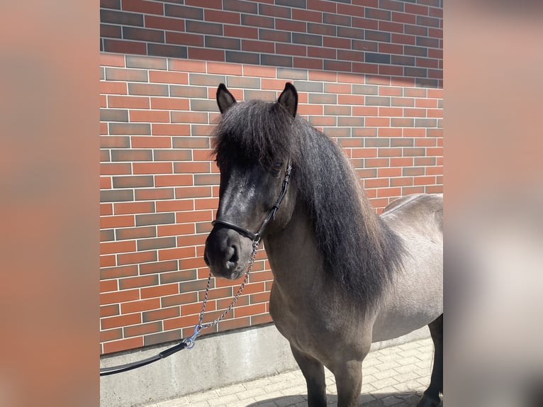 Islandshäst Hingst 10 år 138 cm Black in Zweibrücken