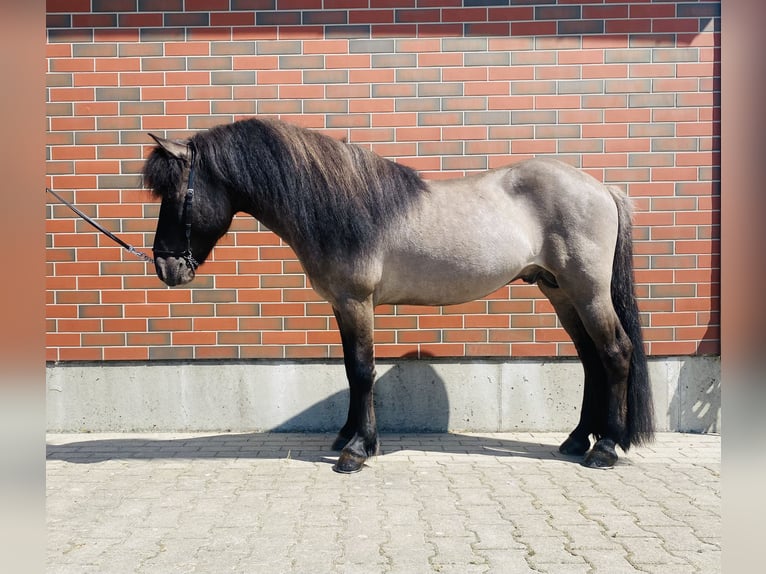 Islandshäst Hingst 10 år 138 cm Black in Zweibrücken