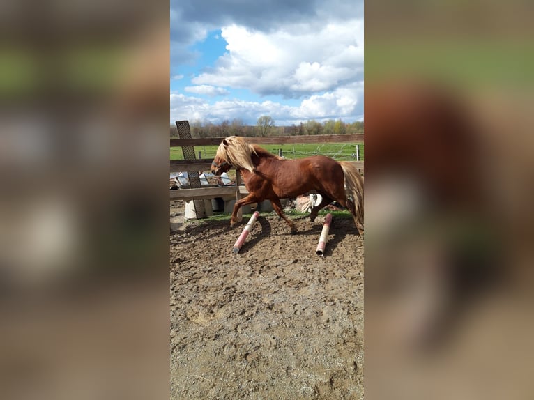 Islandshäst Hingst 11 år 137 cm fux in Lehre