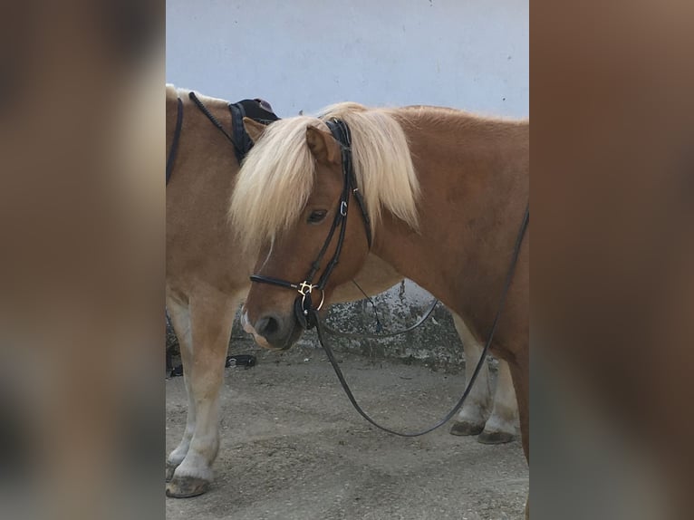 Islandshäst Hingst 14 år 140 cm Fux med ål in Andlersdorf