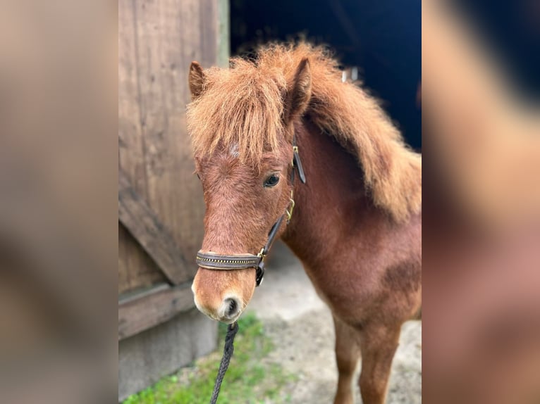 Islandshäst Hingst 1 år 135 cm fux in Soltau