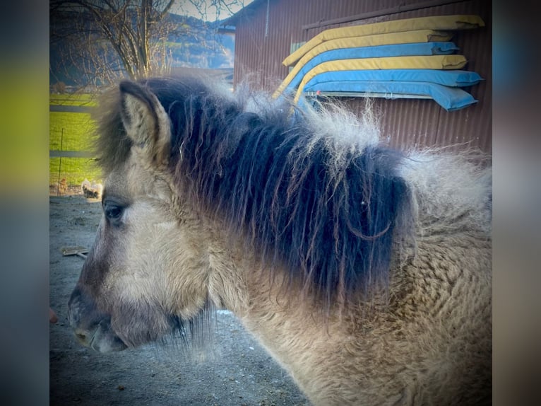 Islandshäst Hingst 1 år 140 cm Black in Gaißau