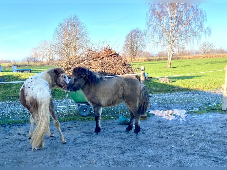 Islandshäst Hingst 1 år 140 cm Black in Gaißau