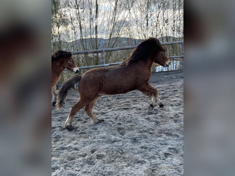 Islandshäst Hingst 1 år 140 cm Brun in Zachenberg