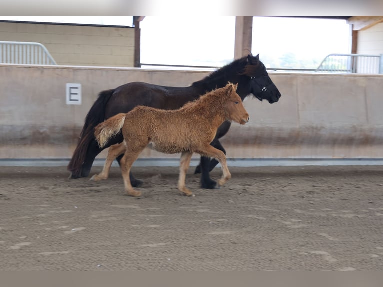 Islandshäst Hingst 1 år 140 cm fux in Zweibrücken