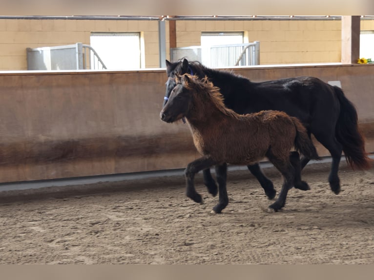 Islandshäst Hingst 1 år 140 cm in Zweibrücken