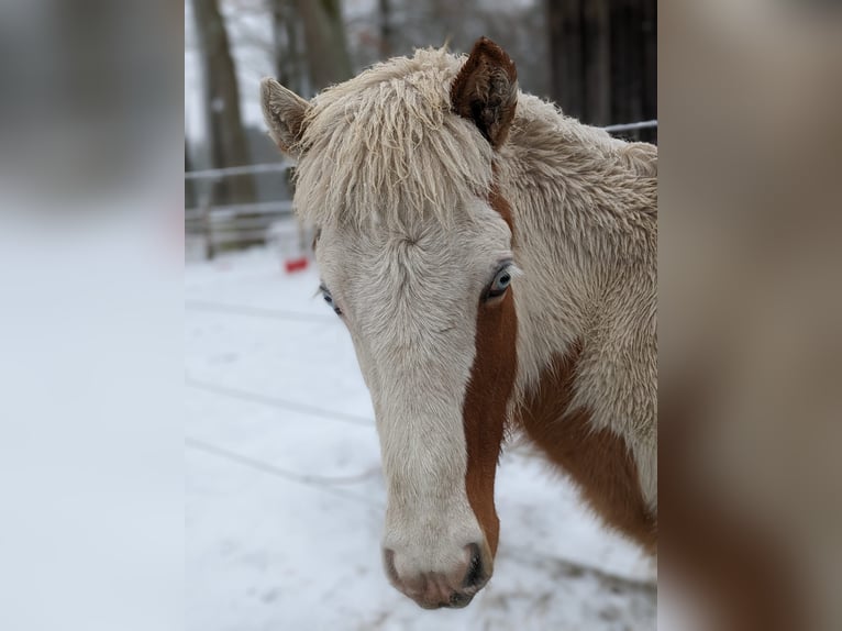 Islandshäst Hingst 1 år 140 cm Pinto in SchmalfeldSchmalfeld