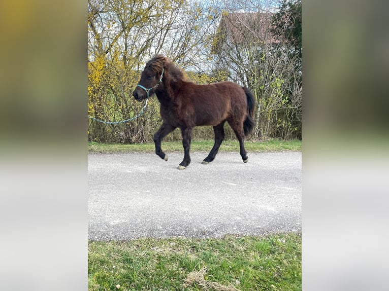 Islandshäst Hingst 1 år 140 cm Svart in Moosbach