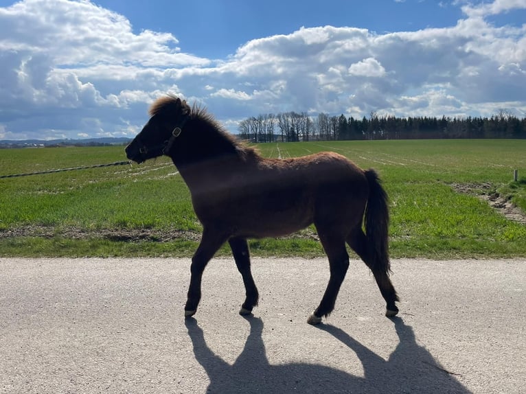 Islandshäst Hingst 1 år 140 cm Svart in Moosbach