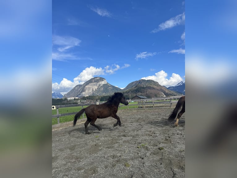 Islandshäst Hingst 1 år 141 cm Grå-mörk-brun in Kirchbichl