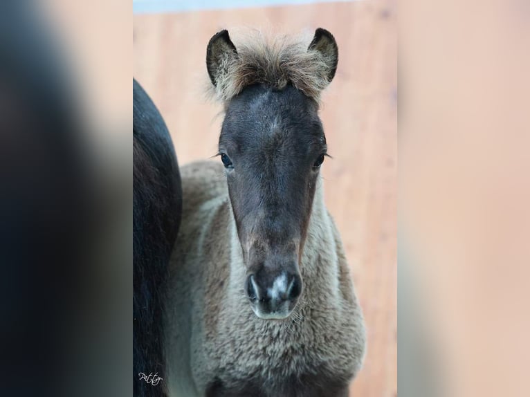 Islandshäst Hingst 1 år 145 cm in Mildam