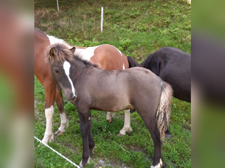 Islandshäst Hingst 1 år Black in Irdning